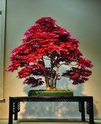 2017 New Mpale Tree Seeds 30 Pcs Pack Maple Seeds Bonsai Blue Maple Tree Japanese Maple Seeds Balcony Plants For Home Bonsai Tree Bonsai Garden Buy Bonsai Tree