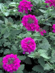 Step by step instructions on how to plant your bare root or potted perennials when they arrive. Verbena Homestead Purple Bluestone Perennials Verbena Homestead Purple Purple Plants Blooming Plants