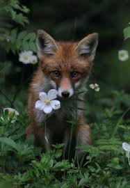 I See Beauty Around Me Cute Animals Animals Animals Wild