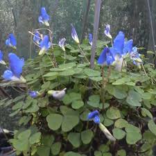 Image result for Parochetus communis