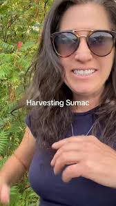 Harvesting sumac 2025. Another great year of challenges. #sumac #foraging  #nativeplants #niagara