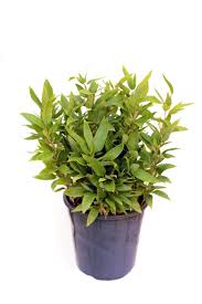 Image result for Shibataea