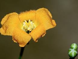 Image result for Momordica pterocarpa