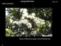 Image result for Pavetta johnstonii