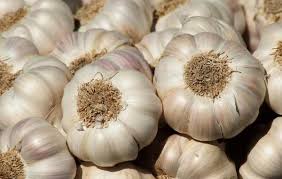 ajo_especies.jpg