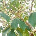 Image result for Vitex ferruginea