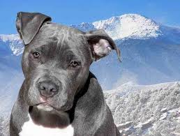 The purebred american staffordshire terrier. Are You Curious About The American Staffordshire Terrier Dog Breed