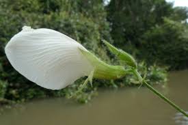 Image result for Clitoria kaessneri