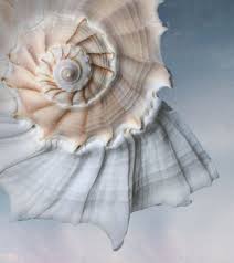 Kết quả hình ảnh cho ốc biển