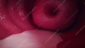 Ejaculate and cervical mucus, animation - Stock Video Clip - K005/6407 -  Science Photo Library