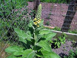 » search the lamb's ears database: The Wild Mullein And I Chickens In The Road