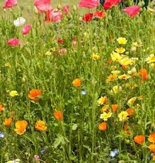 We did not find results for: Bee Garden Blend Wildflower Seeds West Coast Seeds