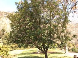 Image result for Cunonia