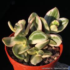 Image result for Crassula vaginata