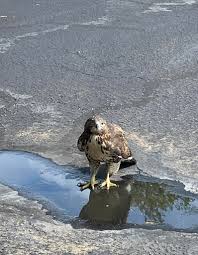 Pawleys Island Peeps