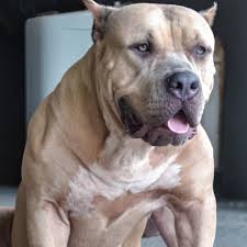 125 Likes 2 Comments Dacostanorte On Instagram Capita Marvel Icaraima Monster Pitmonster Pitlove Pitbull Dogloversclub Caes In 2020 Pitbulls Dogs Animals
