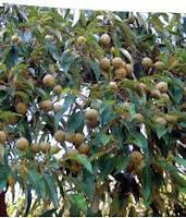 Image result for Croton megalocarpus