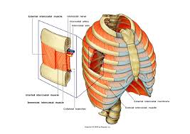 It also supports the shoulders and upper limbs. Lecture 2 Thoracic Wall Diaphragm