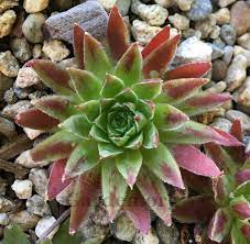 Maybe you would like to learn more about one of these? Rollers Sempervivum Globiferum Subsp Hirtum From Bulgaria In The Sempervivum Database Garden Org