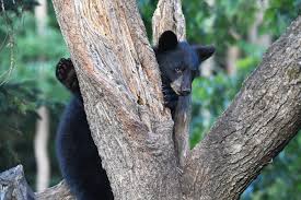 U.S. Fish and Wildlife Service - Black bears are common across many parts  of the United States. They are resourceful omnivores that eat meat,  berries, insects, nuts, seeds, plant roots, and pretty