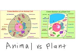 Animal Vs Plant Cell Plant And Animal Cells Animal Cell Cell Diagram