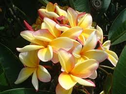 The white frangipani flowers all have yellow centres which make them look cream from a distance. Plumeria Plumeria Sp Flower Database
