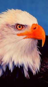 Find the best eagle wallpaper on wallpapertag. Eagle Wallpaper 4k Iphone Free Download