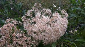 Image result for Nuxia floribunda