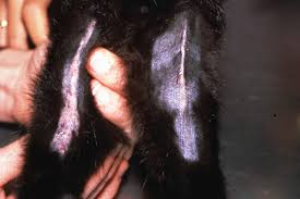 Allergic contact dermatitis occurs after exposure to an allergen and leads to red and itchy skin. Eosinophilic Skin Diseases In Cats Integumentary System Merck Veterinary Manual