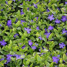 Image result for Vinca minor