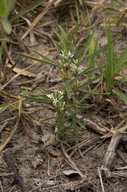 Image result for Enicostema axillare