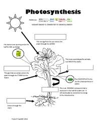 Photosynthesis Diagram Worksheets Teaching Resources Tpt