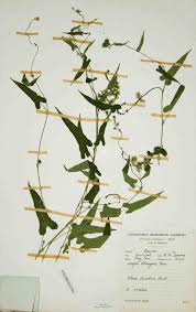 Image result for Tragia okanyua