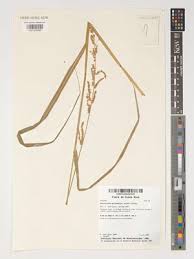 Image result for Pseudechinolaena polystachya