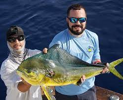 They are distinguished by dazzling colors: Dolphin Fishing Miami Double Threat Charters