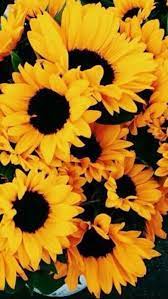 Orange Lockscreens Like Reblog If You Save 2nd Image C Cwotes Tumblr Com Sunflower Wallpaper Sunflowers Background Sunflowers Tumblr