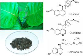 Image result for Quinidine