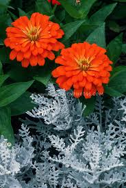 It is native to the mediterranean region and belongs to the asteraceae family. Zinnias And Dusty Miller Plant Flower Stock Photography Gardenphotos Com