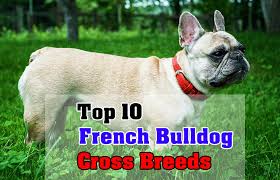 Why do bully mix and bull dogs cost so much? Top 10 French Bulldog Cross Breeds Hybried Dog Breeds Dogmal