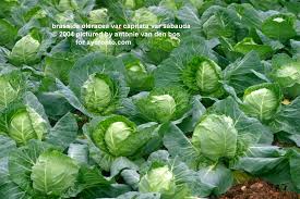 Image result for RAU MẦM CẢI XANH