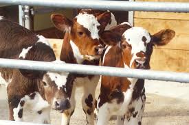 Veau nourri au lait entier naturel veau de tradition française. Veaux Maigres Le Prix Indicatif Commun A Fait Son Temps Union Suisse Des Paysans