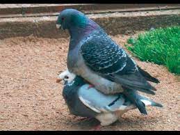 Pigeons Mating Youtube