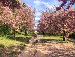 We did not find results for: This Cherry Blossom Alley Is The Most Beautiful Place In Berlin Right Now Iheartberlin De
