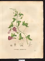 Image result for Usteria