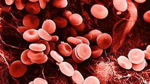 Image result for Red Blood Cell
