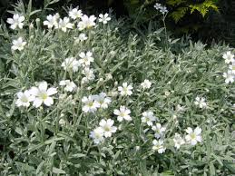 Cerastium Tomentosum Var Columnae Silber Hornkraut Weiss Mai Juni 10cm Hoch Bodendecker Bodendecker Weissen Garten Mond Garten