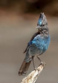 Pin Von Manuel Moser Auf Animals In 2020 Acrylmalerei Tiere Tier Fotos Tiere