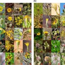 Image result for Calostephane divaricata