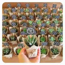 Es una especie de obligación. 10 Mini Cactus Suculentas Souvenir Eventos Cumple Isiflor 1 350 00 Recuerdos De Boda Suculentos Boda Suculenta Regalos De Boda