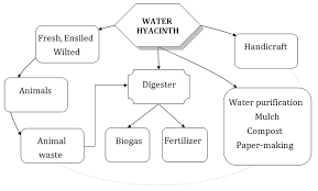A Diagram Of Possible Uses Of Water Hyacinth Download Scientific Diagram